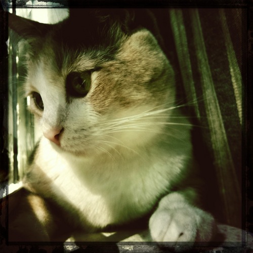 Cool Cat!!!