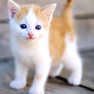 GurnoorHerr's profile picture. 