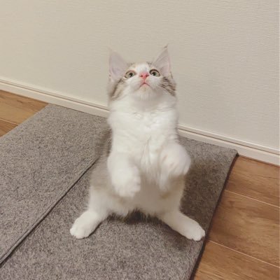 ほたて こっちに気付いてしっぽがご機嫌になっちゃうの可愛すぎる