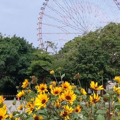 身近なお花を求めてデジカメ持参で歩くのが好きです🤗
空の写真、お日様、お月様を撮るのが好きです🤗