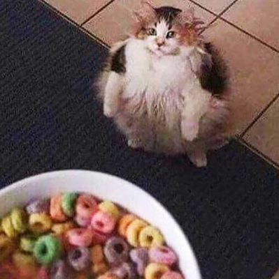 tabitharosemary's profile picture. the loops, brother