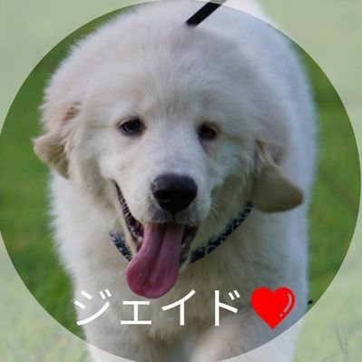 ゴールデンjay Ed ママ 娘のトランポリンを陣取るイッヌ ジェイド君 艸 ゴールデンレトリバー 犬好きさんと繋がりたい イッヌ動画 トランポリン
