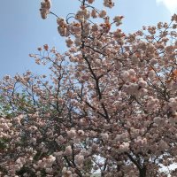 代打男 (@k13pinch_hitter) 's Twitter Profile