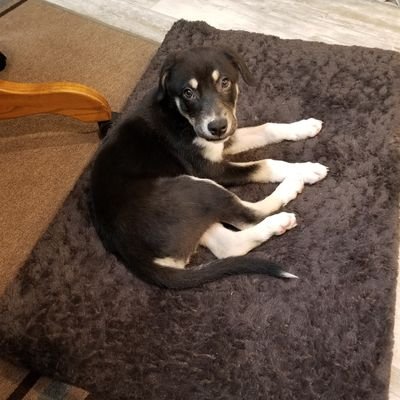 akwaid's profile picture. 