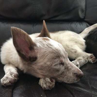 SleepyDoggo3's profile picture. I sleep, that's basically it.