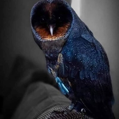 Hosny_13's profile picture. 