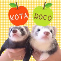 こた🍎ろこ🍏/ cris☺︎ (@kotaroco_s2) 's Twitter Profile