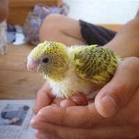 かわいんこ (@kawainko) 's Twitter Profile