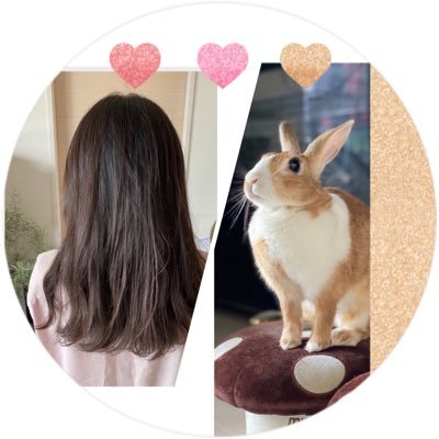 GY5AHpTGHwJEAoq's profile picture. 小動物、アクアリウム、本好き🎀マカロン(ネザー&ミニ兎のMIX)🐇私が幼少期から飼い始めた兎は五匹目🐰ハムスターは六匹🐹インコは七匹🦜金魚&メダカ数十匹🔰二児の母🌸S ender歴11年🌏2016年6月18日メンバー全員と握手🤝