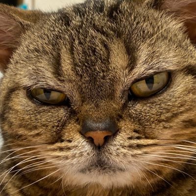 猫の下僕が本業。副業はインフラエンジニア。Azureとterraformとansibleと戯れてます。 事業のために技術を考えるのが好きです。/a speaker of CNDT2019,2023/ tweets are my own/l ❤️ 🎸,🐈,🧘‍♂️/CKA,CKAD,CKS,RYT200