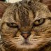 H1karu SA1T0@しがないインフラエンジニア🐈 (@hikkie13) Twitter profile photo H1karu SA1T0@しがないインフラエンジニア🐈 (@hikkie13) Twitter profile photo