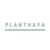Planthaya (@planthaya) Twitter profile photo Planthaya (@planthaya) Twitter profile photo