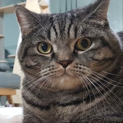 dsales_dw's profile picture. 🩵중도 시민🩵