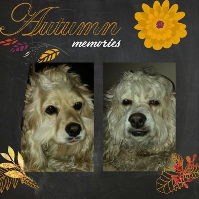 foxandthehounds's profile picture. 💗 of dogs, books, movies, cheese  Nutella & Diet Coke.
Favourite words: You are right!
Grammar extremist. Overtly creative.
Easily distracted by pretty things