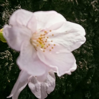 yomogimochi1's profile picture. 何もしなくても毎年年は取る
娘と息子を立派な腐女子とオタクに育て上げました
仲間内で「オタク」と呼び合っていた
リアルお宅第一世代
子供部屋おじさんの古くなったものを介護中
フォローくださるのはご随意に
自分からフォローするのは気が向いたときにだけ
我儘な婆ですのよ