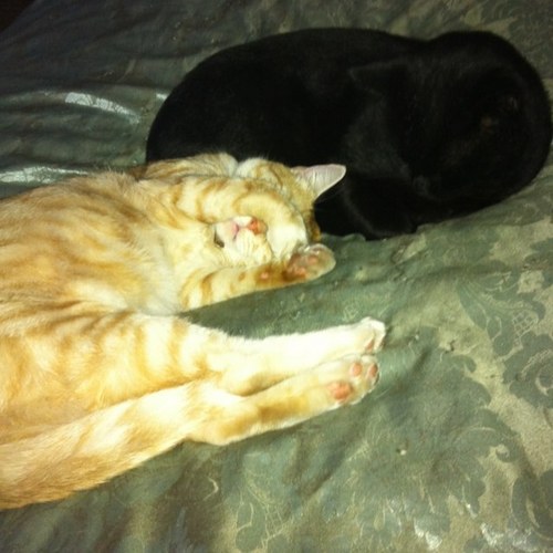 alvesy's profile picture. 