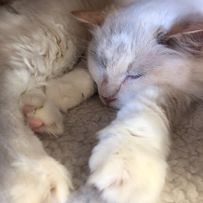にゃ