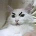くえるだ (@cuerda) Twitter profile photo くえるだ (@cuerda) Twitter profile photo