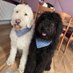 the adventures of Paddy and Murphy (@grantglover19) Twitter profile photo the adventures of Paddy and Murphy (@grantglover19) Twitter profile photo