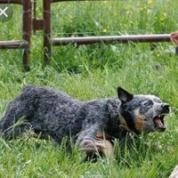 johnny (@chris00873497) 's Twitter Profile