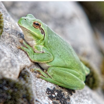 L'actualité du Master RAINET’ : recherche appliquée pour conserver la biodiversité. @DptEcoBio @FacsciencesUM @umontpellier