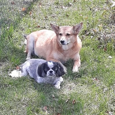 Foxy:sheba inu/shepherd rescued from AK where she was in a kill shelter 3yrs  Max & Cody(shih tzu boys):11 & 16yrs took in bc uncle had a stroke, friend-cancer
