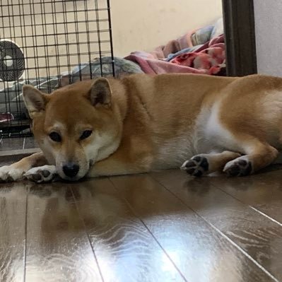 前回GROM乗ってて今はフェザー125/21/釣り CODm 大阪！