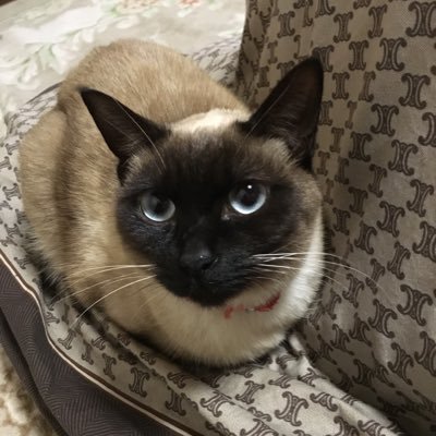 よういっち よーくん On Twitter 原発は収束などしていない 現実に目をそらす日本国民 これでも原発まだ続けるかね ２ 号機格納容器推定６５０シーベルト 過去最高 読売新聞 Https T Co 8ah5qaurgd