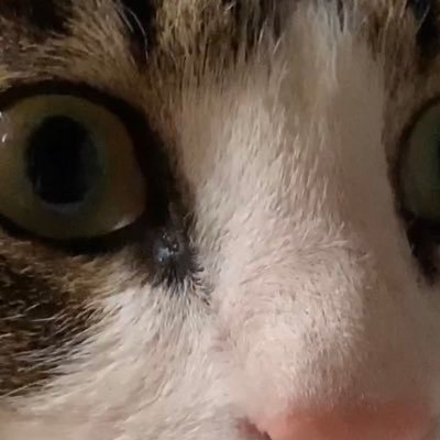 kohhfortwoo's profile picture. 夢見る少年