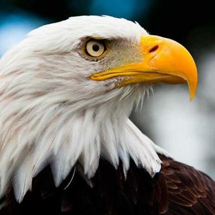 aguila_williams's profile picture. La Verdad duele a quien le duela, pero es la Verdad. sigue nuestro trabajo en: https://t.co/E0jZPWL5yU