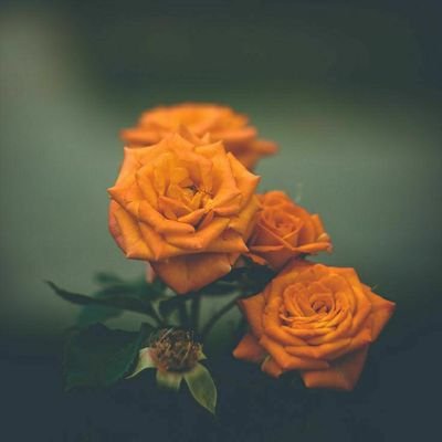 سبحان الله وبحمده سبحان الله العظيم