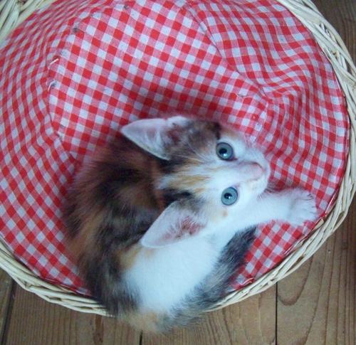 spookymijnkat's profile picture. ik hou heel erg van dieren !!! en maak vaak thuis grapjes en ik heb altijd grote lol met vrienden en familie en maak dus ook vaak grapjes op twitter!!!