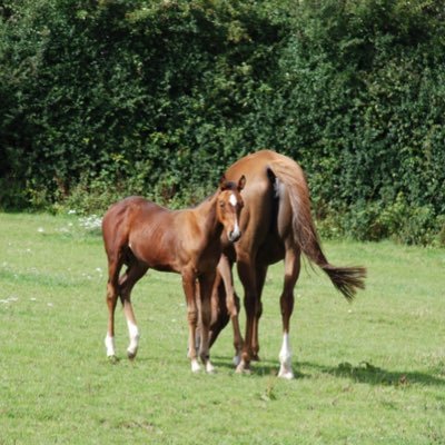 Raising foals to 2 or 3 yr old for clients also horses that need TLC