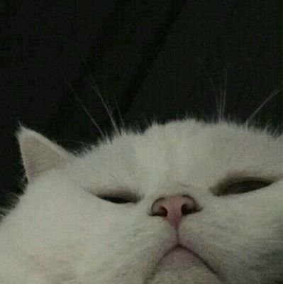 Meta de vida: renacer como un gato