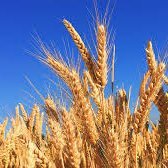 Eyre Peninsula Co-Operative Bulk Handling (@epcbhlimited) 's Twitter Profile Photo