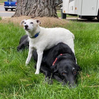 RexTetsu's profile picture. REXは黒ラブの14歳。２０２０年10月15日、14歳と1ヶ月、天使になりました。 TETSUはジャックラッセルテリアの15歳、まだまだ元気だよ。