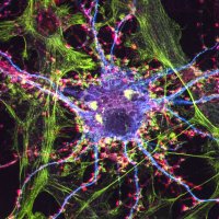Olson Lab (@deolsonlab) 's Twitter Profile