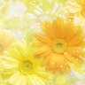 nano_cona's profile picture. 慶應通信/74期（2020年）秋入学/文学部第3類/学士課程/会社員/子育て中/読書・観劇・バレエ・K-POPが好き/卒論本指導1回