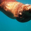 Dan Bergan - @portbullies - Twitter