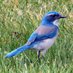 Bluebird24.5 (@5Bluebird24) Twitter profile photo