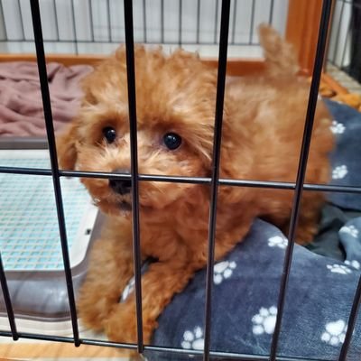 トイプードル:レッド三頭飼いです。
Twitter初心者🔰です。
無言フォローすみません。