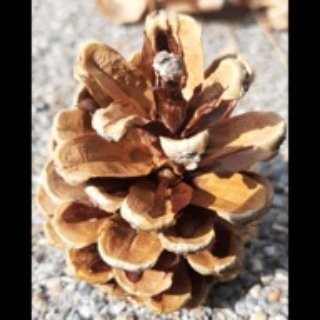 PineCone_Review's profile picture. Currently closed for submissions |Tweets by @susmitacpaul EiC