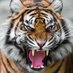 Macon Tigerette HS Basketball 22-23 (@tigerettebball) Twitter profile photo Macon Tigerette HS Basketball 22-23 (@tigerettebball) Twitter profile photo
