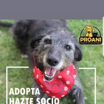 Somos un grupo de personas que con mucho esfuerzo y amor luchamos día a día por sacar adelante a más de 30 perros rescatados del maltrato y del abandono.