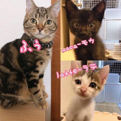 マンチのふぅ 保護猫のモカラテ兄弟 どこでもケンカするモカラテ 最後はモカが得意のラテの肛門吸いで 終わり いつも こんな感じw 保護猫 兄弟 生後1ヶ月 兄弟喧嘩 保護猫との暮らし 猫好きさんと繋がりたい 皮膚真菌症 治療中