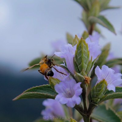 jithupattattu's profile picture. KBFC 
LFC 
INDIA 
Football FAN
🇮🇳🇨🇦
Insta: jithu_kze