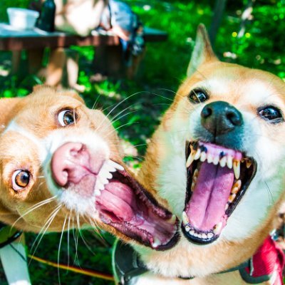 田舎暮らしのおとさん。我が家の愛犬ハナジロウさん(14歳♀)とモメンつぁん(4歳♀)のハナモメンズ写真をアップしています。青森県津軽生まれ。写真遊び。変顔多め🦊🐷 YOUTUBEで田舎暮らしの姉妹犬ハナモメーンズをやっています