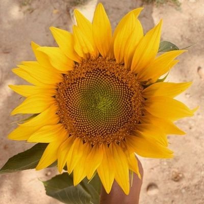 JulesGSantos's profile picture. 