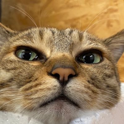 弘前ぼちぼち珍道中〜さんのプロフィール画像