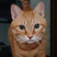 ネコちゃん（トラ猫） 茶トラ猫のななちゃん 𝕏 (@kYj8Qso9BoH58ib) / X